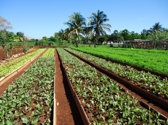 Découverte et analyse de la durabilité des systèmes agraires cubains