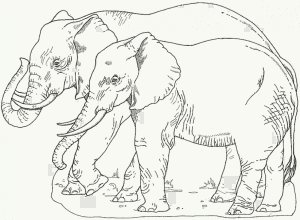 éléphants adultes